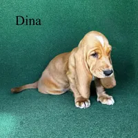 Dina, a female Basset Hound for sale in Nicholls, GA – Photo 4 of 7