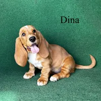 Dina, a female Basset Hound for sale in Nicholls, GA – Photo 3 of 7