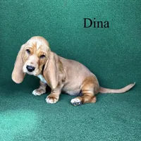 Dina, a female Basset Hound for sale in Nicholls, GA – Photo 5 of 7