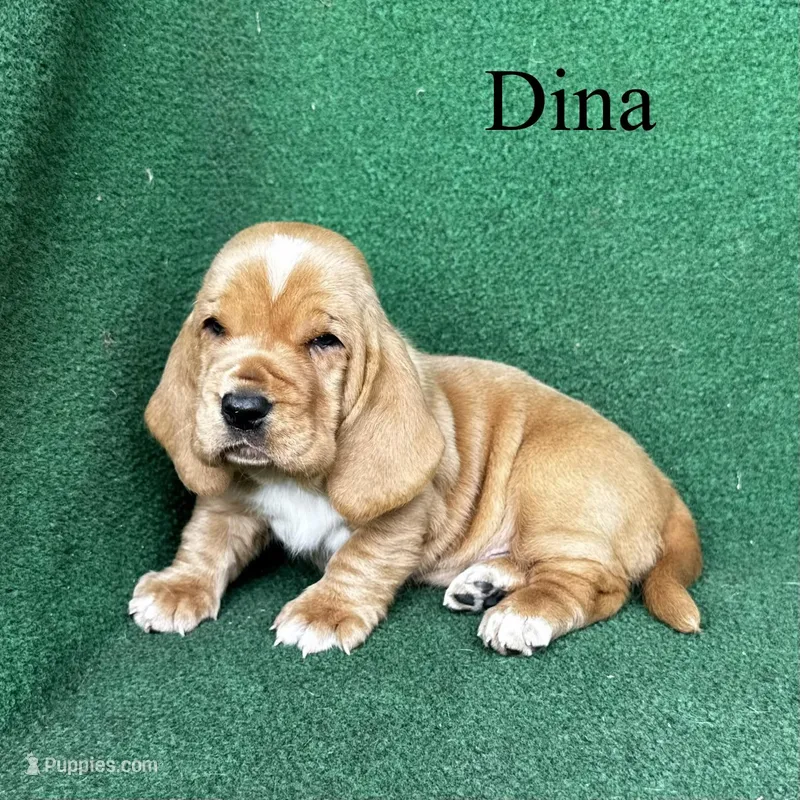 Dina – Basset Hound puppy for sale in Nicholls, GA