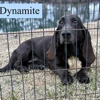 Dina, a female Basset Hound for sale in Nicholls, GA – Photo 7 of 7