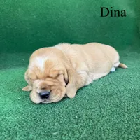 Dina, a female Basset Hound for sale in Nicholls, GA – Photo 2 of 7