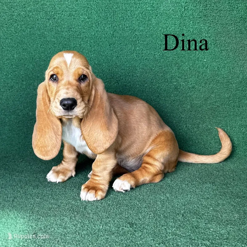 Dina, a female Basset Hound for sale in Nicholls, GA – Photo 1 of 7