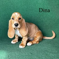 Dina, a female Basset Hound for sale in Nicholls, GA – Photo 1 of 7