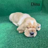 Dina, a female Basset Hound for sale in Nicholls, GA – Photo 4 of 7