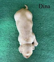 Dina, a female Basset Hound for sale in Nicholls, GA – Photo 5 of 7