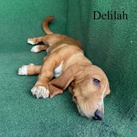 Delilah, a female Basset Hound for sale in Nicholls, GA – 9 of 10