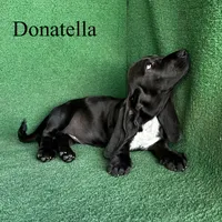 Donatella, a female Basset Hound for sale in Nicholls, GA – 3 of 6