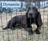 Donatella, a female Basset Hound for sale in Nicholls, GA – Photo 5 of 5