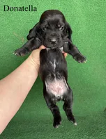 Donatella, a female Basset Hound for sale in Nicholls, GA – Photo 2 of 5