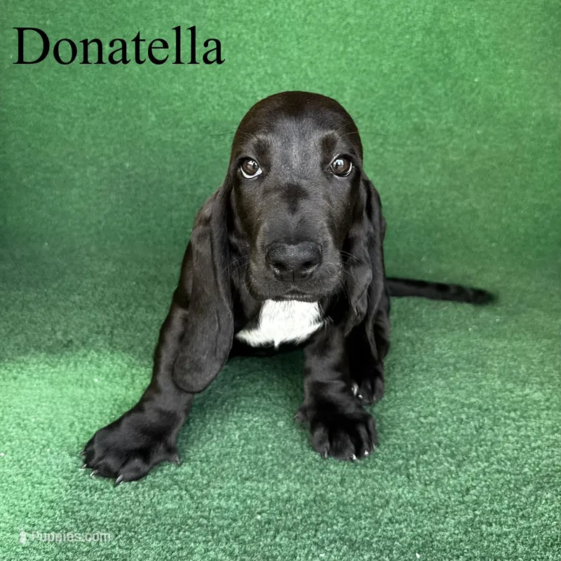 Donatella – Basset Hound puppy for sale in Nicholls, GA