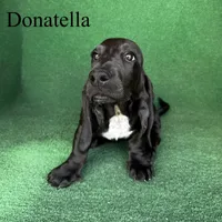 Donatella, a female Basset Hound for sale in Nicholls, GA – 4 of 6