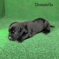 Donatella, a female Basset Hound for sale in Nicholls, GA – Photo 4 of 5