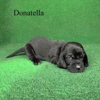 Donatella, a female Basset Hound for sale in Nicholls, GA – Photo 1 of 5