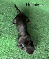 Donatella, a female Basset Hound for sale in Nicholls, GA – Photo 3 of 5