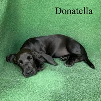 Donatella, a female Basset Hound for sale in Nicholls, GA – 5 of 6