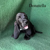 Donatella, a female Basset Hound for sale in Nicholls, GA – Photo 2 of 3