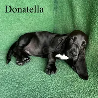 Donatella, a female Basset Hound for sale in Nicholls, GA – 2 of 6