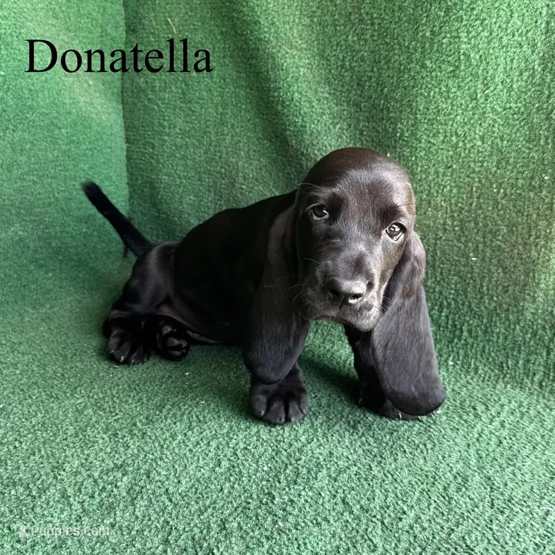 Donatella – Basset Hound puppy for sale in Nicholls, GA