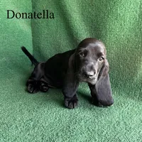 Donatella, a female Basset Hound for sale in Nicholls, GA – Photo 1 of 3
