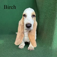 Birch, a male Basset Hound for sale in Nicholls, GA – 9 of 9