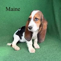 Maine - Long Hair, a female Basset Hound for sale in Nicholls, GA – 4 of 5