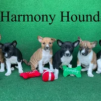 Upcoming Basenji Puppies, a  Basenji for sale in Nicholls, GA – Photo 4 of 10