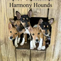 Upcoming Basenji Puppies, a  Basenji for sale in Nicholls, GA – Photo 9 of 10