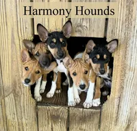 Upcoming Basenji Puppies, a  Basenji for sale in Nicholls, GA – Photo 9 of 10