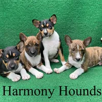 Upcoming Basenji Puppies, a  Basenji for sale in Nicholls, GA – Photo 1 of 10