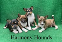 Upcoming Basenji Puppies, a  Basenji for sale in Nicholls, GA – Photo 1 of 10