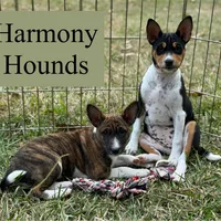 Upcoming Basenji Puppies, a  Basenji for sale in Nicholls, GA – Photo 8 of 10