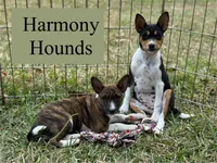 Upcoming Basenji Puppies, a  Basenji for sale in Nicholls, GA – Photo 8 of 10