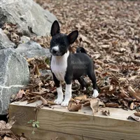 Upcoming Basenji Puppies, a  Basenji for sale in Nicholls, GA – Photo 5 of 10