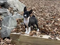 Upcoming Basenji Puppies, a  Basenji for sale in Nicholls, GA – Photo 5 of 10