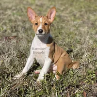 Upcoming Basenji Puppies, a  Basenji for sale in Nicholls, GA – Photo 6 of 10