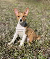 Upcoming Basenji Puppies, a  Basenji for sale in Nicholls, GA – Photo 6 of 10