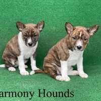 Upcoming Basenji Puppies, a  Basenji for sale in Nicholls, GA – Photo 2 of 10