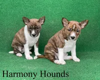 Upcoming Basenji Puppies, a  Basenji for sale in Nicholls, GA – Photo 2 of 10