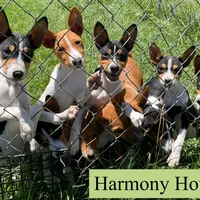 Upcoming Basenji Puppies, a  Basenji for sale in Nicholls, GA – Photo 7 of 10