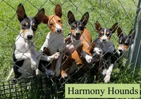 Upcoming Basenji Puppies, a  Basenji for sale in Nicholls, GA – Photo 7 of 10