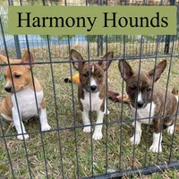 Upcoming Basenji Puppies, a  Basenji for sale in Nicholls, GA – Photo 3 of 10