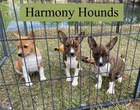 Upcoming Basenji Puppies, a  Basenji for sale in Nicholls, GA – Photo 3 of 10
