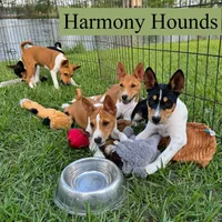 Upcoming Basenji Puppies, a  Basenji for sale in Nicholls, GA – Photo 10 of 10