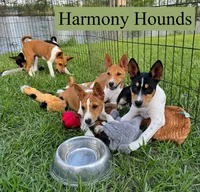 Upcoming Basenji Puppies, a  Basenji for sale in Nicholls, GA – Photo 10 of 10