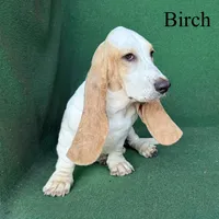 Birch, a male Basset Hound for sale in Nicholls, GA – 8 of 9