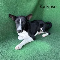 Kalypso, a female Basenji for sale in Nicholls, GA – 4 of 9