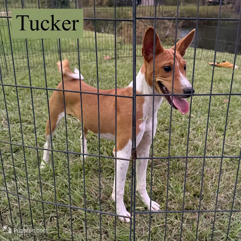 Tucker – Basenji puppy for sale in Nicholls, GA