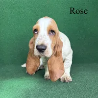 Rose, a female Basset Hound for sale in Nicholls, GA – 1 of 10