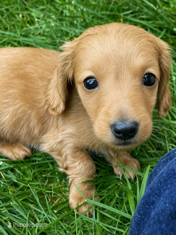 Red Male , a male Miniature Dachshund for sale in Kokomo, IN – 1 of 1